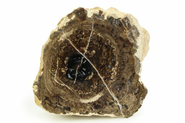 Polished Fossil Stromatolite Colony on Petrified Wood - Utah #351216